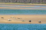 Common Seals