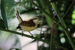 Rufous-backed Wren close view, Heredia, Costa Rica