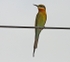 Blue Tailed Bee Eater