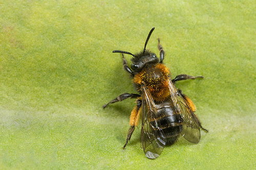 Andrena bicolor