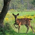 Stompin' Fawn