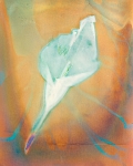 Calla