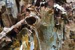 Tree - 0553