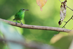 Female Green Honeycreeper, Osa Peninsula, Costa Rica