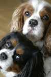 3  Charlie and Eddie