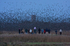 Starling Roost