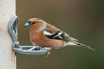 Chaffinch-male_ACP_7510-1