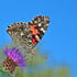 Painted Lady - 1