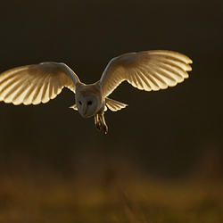 Barn Owl in flight