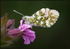 Orange Tip Butterfly
