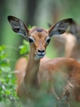Youngster
