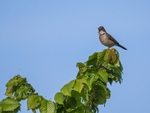 Common Whitethroat