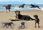 Susie Dog Montage portfolio