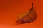 Monday 26th Oct 2009
