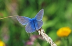 Common Blue