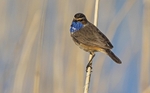 Male Bluethroat