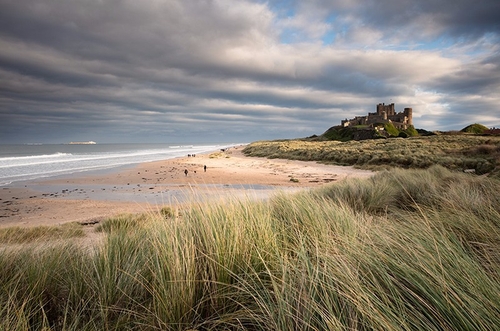 Later afternoon November sunlight on the Northumberland coast catching the Marram Grass and the Inner Farne Island.