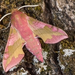 Deilephila porcellus (Small Elephant Hawk) 