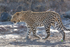 Leopard Walking 3