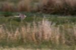 Merlin portfolio