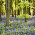 Badbury Clump - Oxfordshire