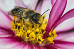 Megachile centuncularis (f)