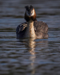 Great Crested Grebe chicks(Humbugs)