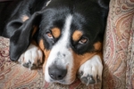 Entlebucher Sennenhund Mountain Dogs portfolio