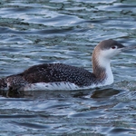 All Other Birds portfolio