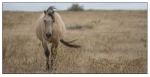 Wild Horses - 03