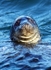 MMP003: Common Seal