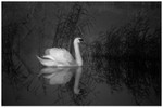 Mute Swan amongst the Silent Reeds