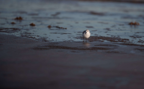 Sanderling (Calidris alba)