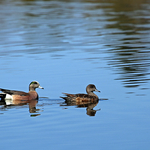 American Wigeon Mating Pair Male Female Anas americana