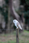 Barn Owl.