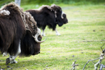 2014-3870 Musk Ox