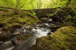 Beck near Thirlmere 1
