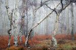Silver Birch in Winter