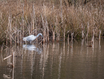 Little Egret