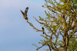 Buzzard and Magpie   ref 7048