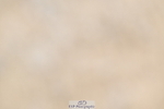 250613A-135708-01779
