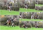 BB Pangfield Farm 1711241