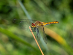 Ruddy Darter