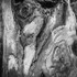 Bark 58