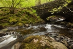 Beck near Thirlmere 2