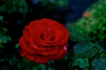 Fuji Velvia Rose 2