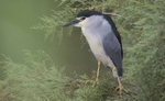 Night Heron.