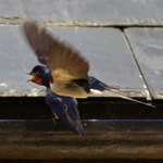Swallow fly-past