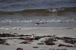 Ringed Plover