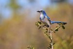 Florida Scrub-Jay perched atop bush, Shamrock Park, Venice, Florida